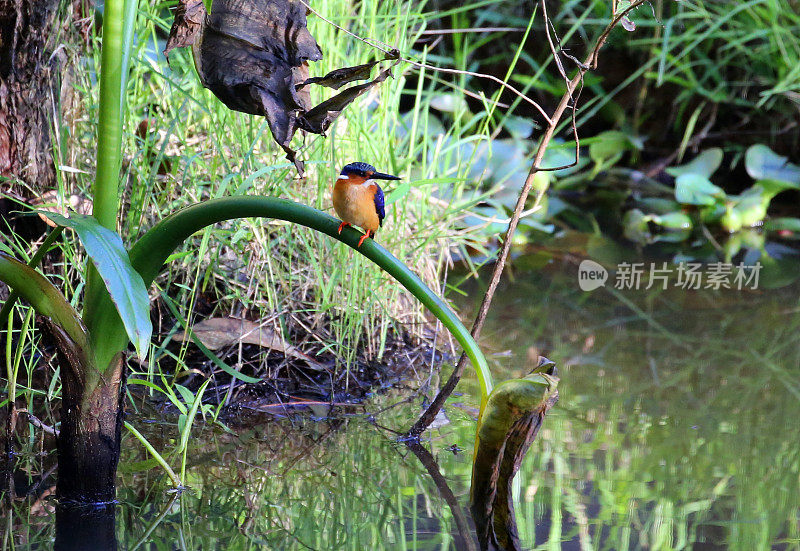 马达加斯加:马达加斯加翠鸟(Corythornis vintsioides)